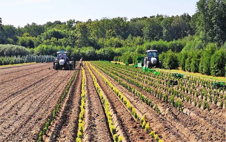 Iglaki odporne na suszę – jakie wybrać, by ogród był bezproblemowy?